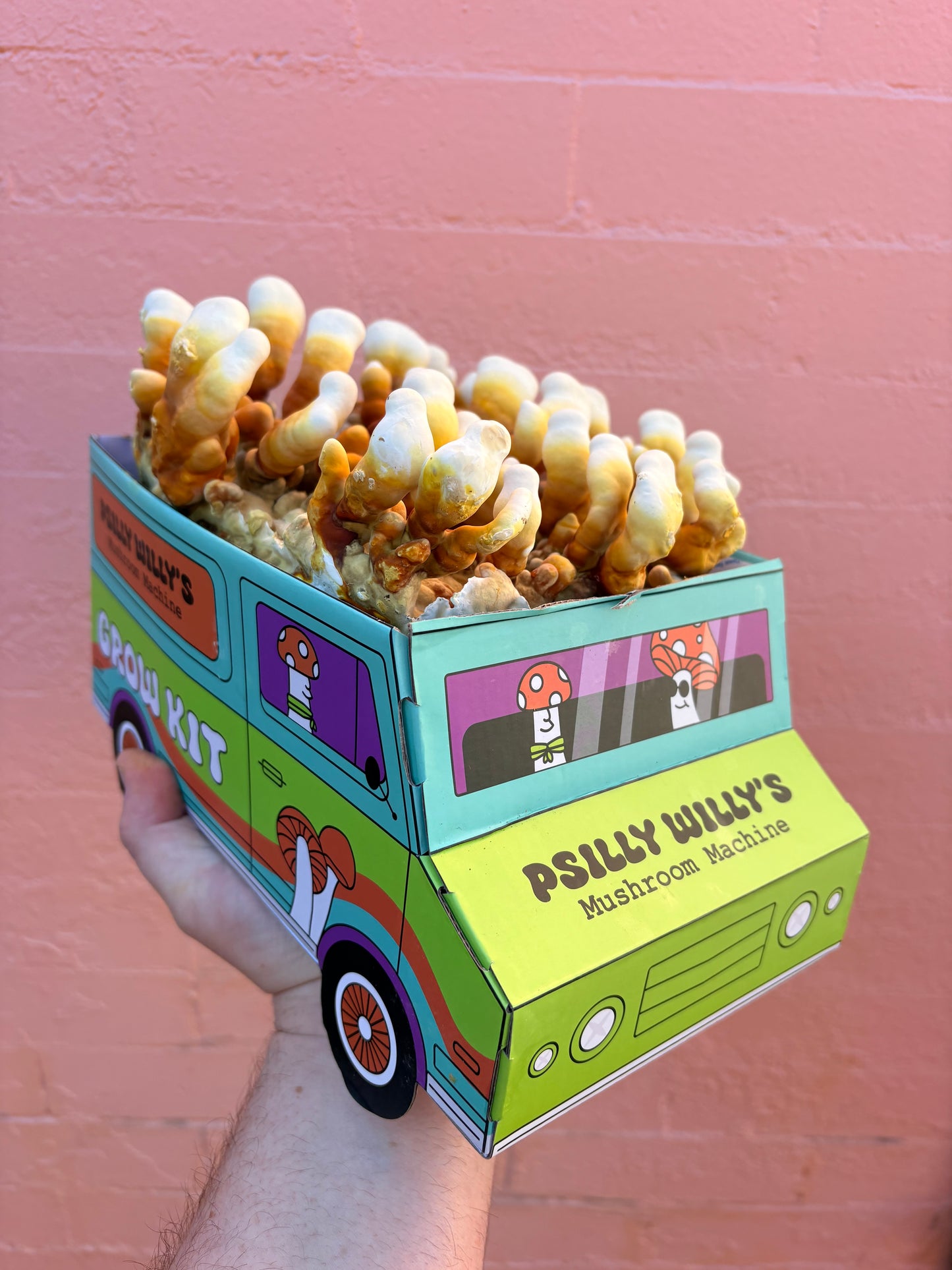 Reishi Mushroom Machine