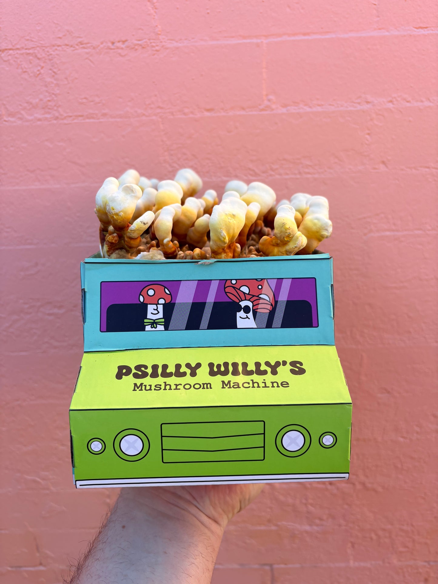 Reishi Mushroom Machine