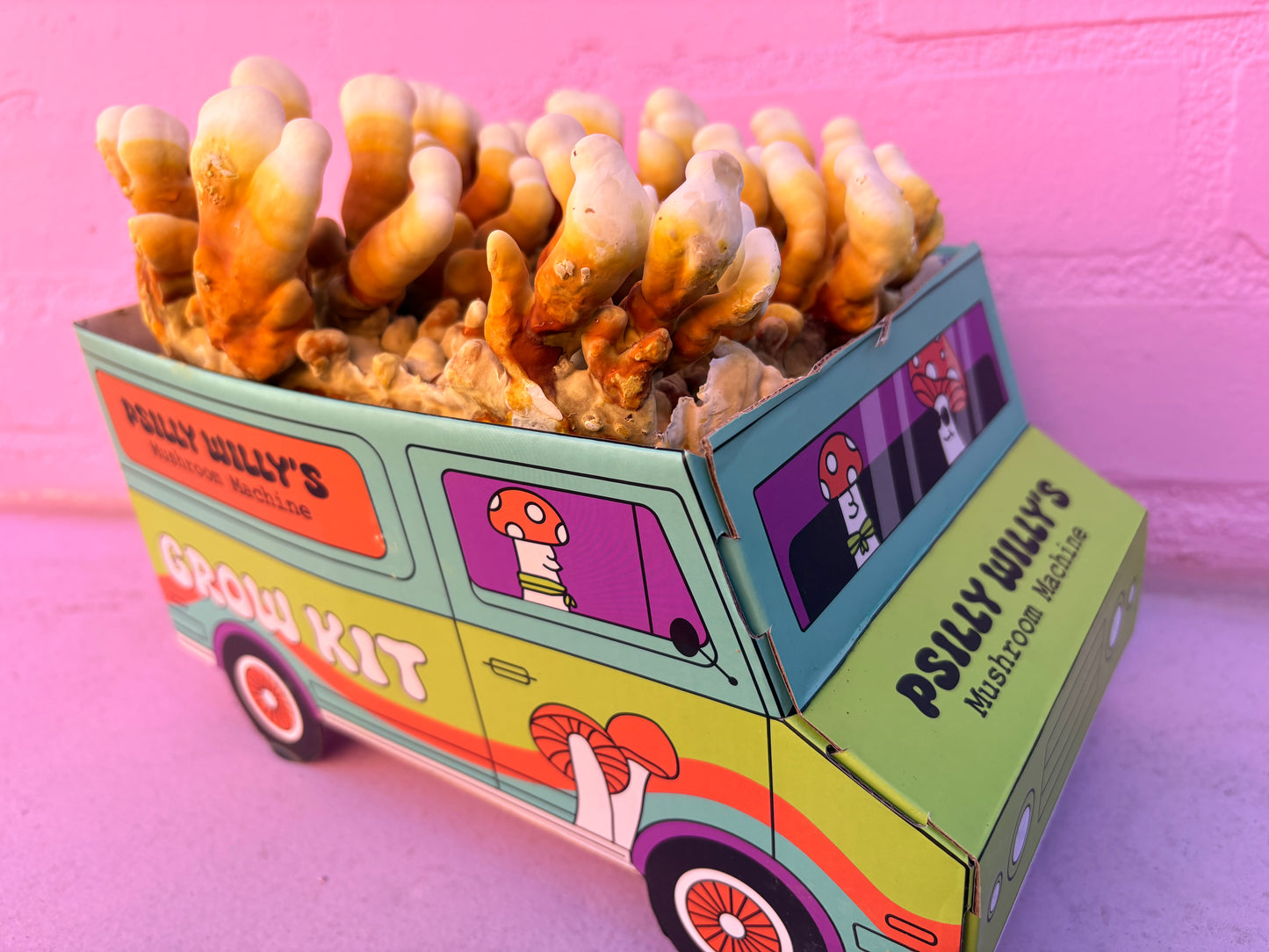 Reishi Mushroom Machine